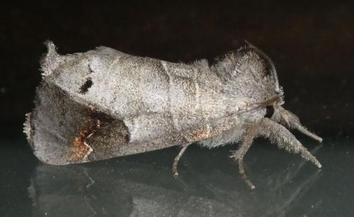 Réf. 209 799 : Clostera anachoreta
